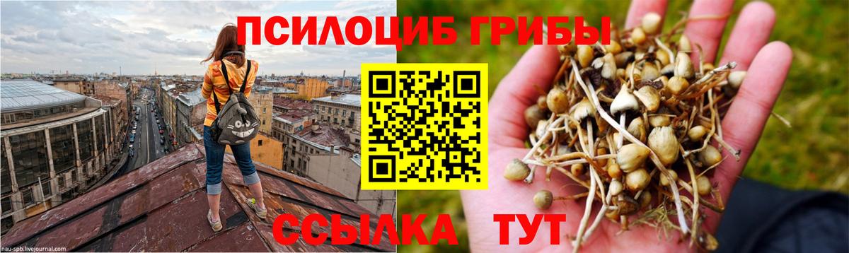 Галлюциногенные грибы Psilocybe Лянтор